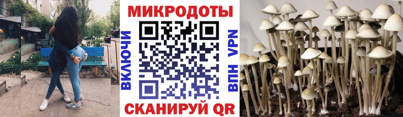 Купить  Гороховец  Галлюциногенные грибы Psilocybe 
